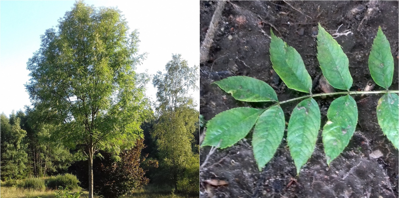 Jesiony kiedyś były czczone przez naszych przodków, dziś powoli zamierają... fot. Nadleśnictwo Kartuzy