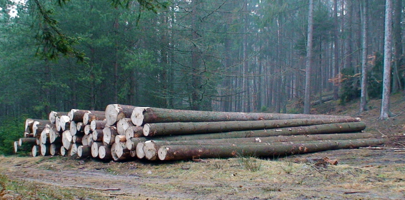Na przestrzeni wieków żaden surowiec nie zyskiwał na znaczeniu tak wiele jak drewno. fot. Nadleśnictwo Kartuzy.