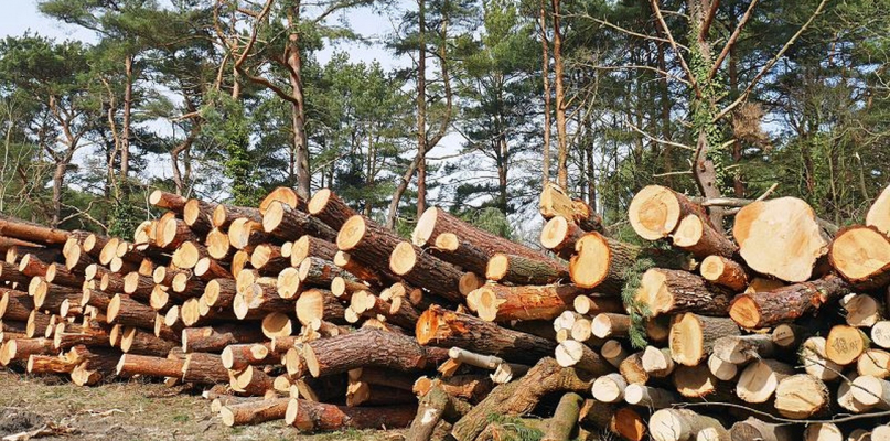 Ustawa o wycince drzew - jakie są aktualne przepisy?