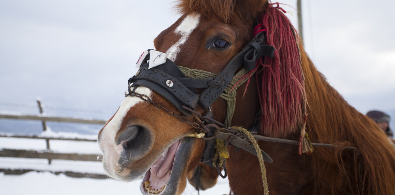 Zalety hipoterapii - czyli jak jazda konna może pomóc