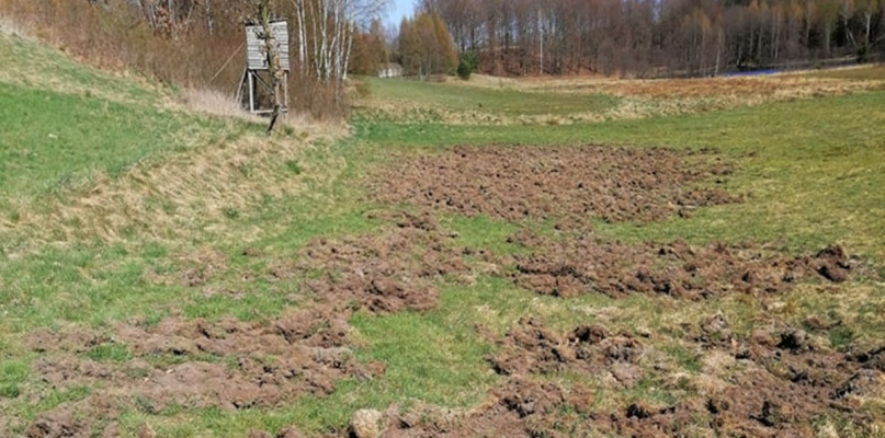 Dziki wciąż niszczą uprawy. Rolnicy szukają wsparcia w instytucjach