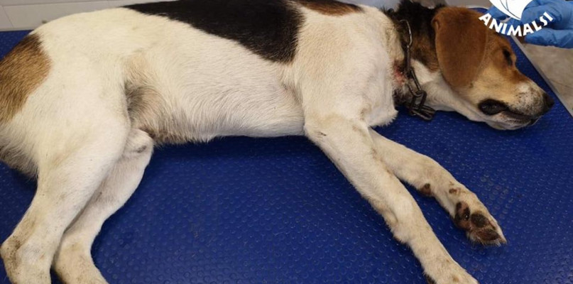 fot. Fundacja "Animalsi" Schronisko dla Zwierząt w Kościerzynie
