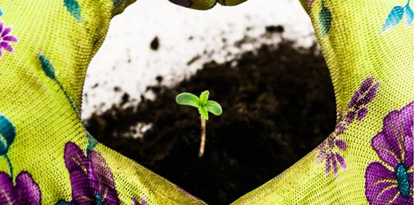 Konopie w medycynie naturalnej. Zobacz jakie właściwości ma ta kontrowersyjna rośl