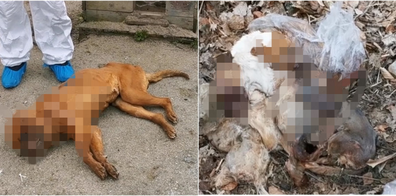 fot. screen z: Facebook/OTOZ Animals