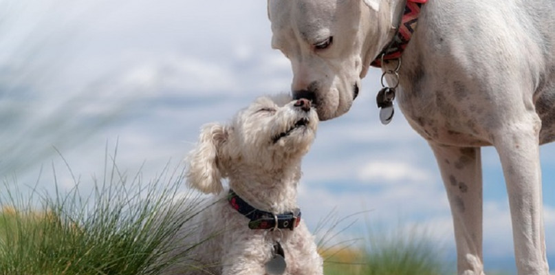 Najpopularniejsze rasy psów — TOP 5