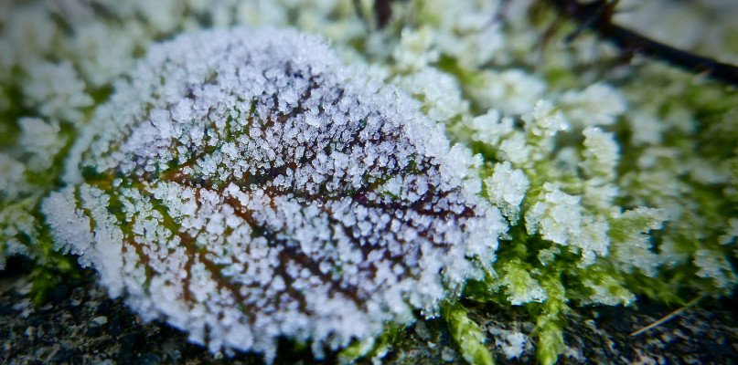 Zdj. ilustracyjne. fot. pexels