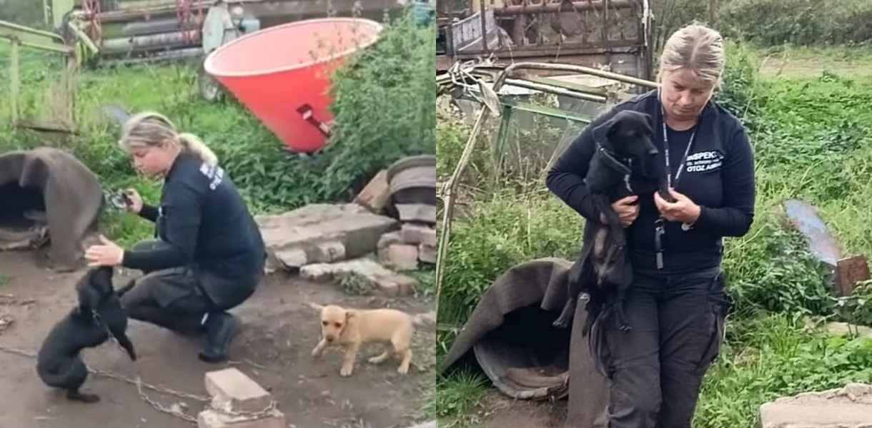 Animalsi odebrali psy. Zwierzętom za schronienie służyła... metalowa beczka