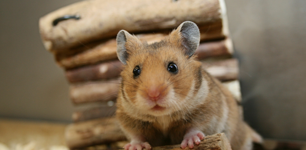 Spójrz na świat oczami... chomika