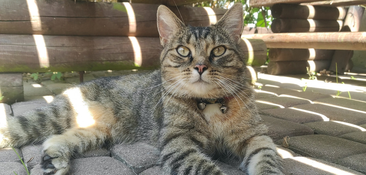 Fundacja prowadzi akcję sterylizacji kotów z terenu gm. Stężyca i Sulęczyno