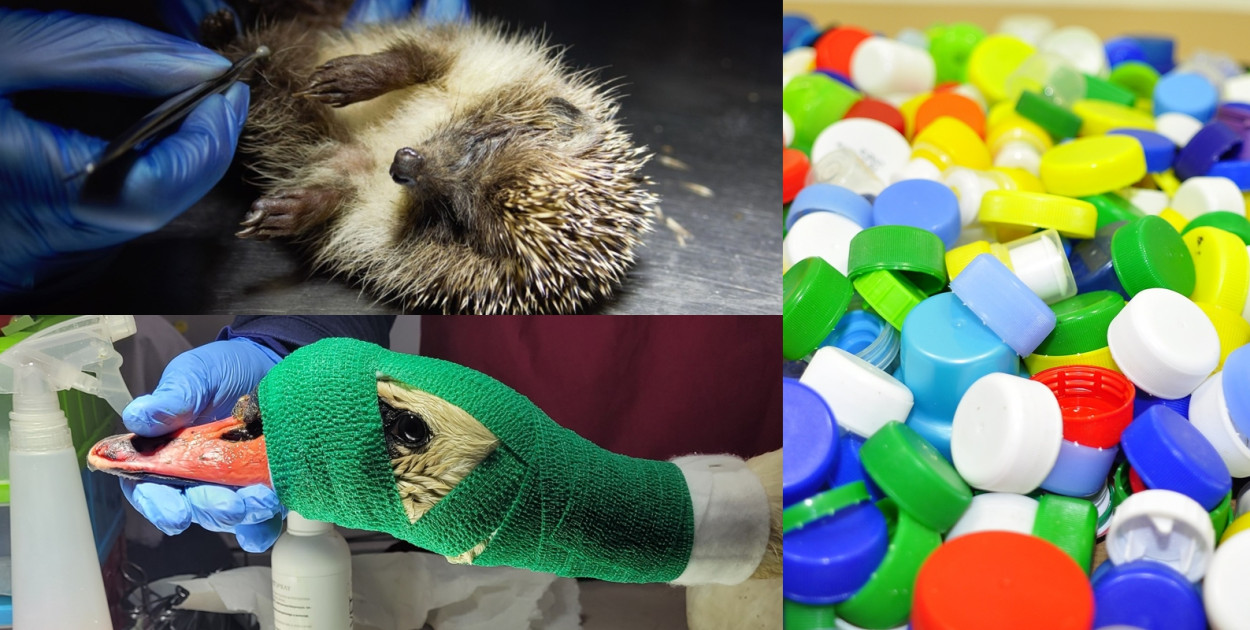 fot. Pomorski Ośrodek Rehabilitacji Dzikich Zwierząt "Ostoja", fot. pixabay