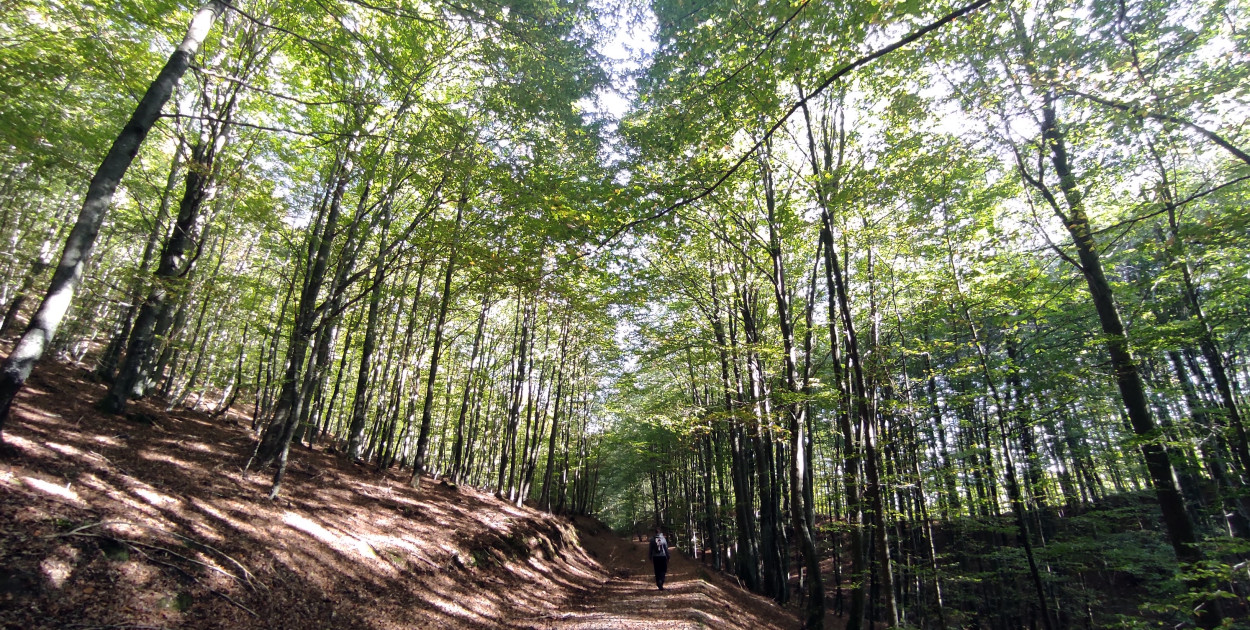 Dziś Międzynarodowy Dzień Lasów. Jaka jest lesistość w pow. kartuskim?