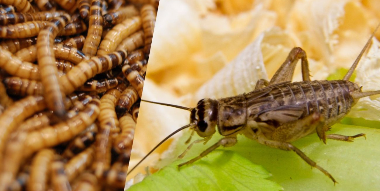 Robaki zamiast mięsa to kompletna bzdura. Kto dał się nabrać?