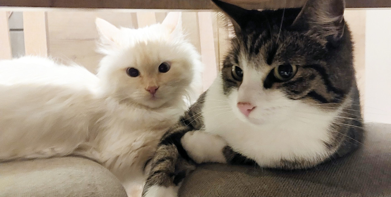 Nagłe zachorowania wśród kotów także w regionie. "Wysoka śmiertelność"