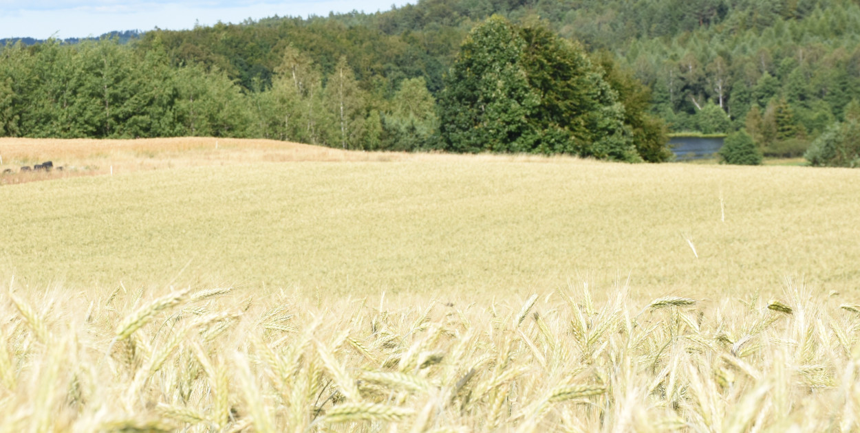 Trwa nabór na członków komisji w wyborach do izb rolniczych