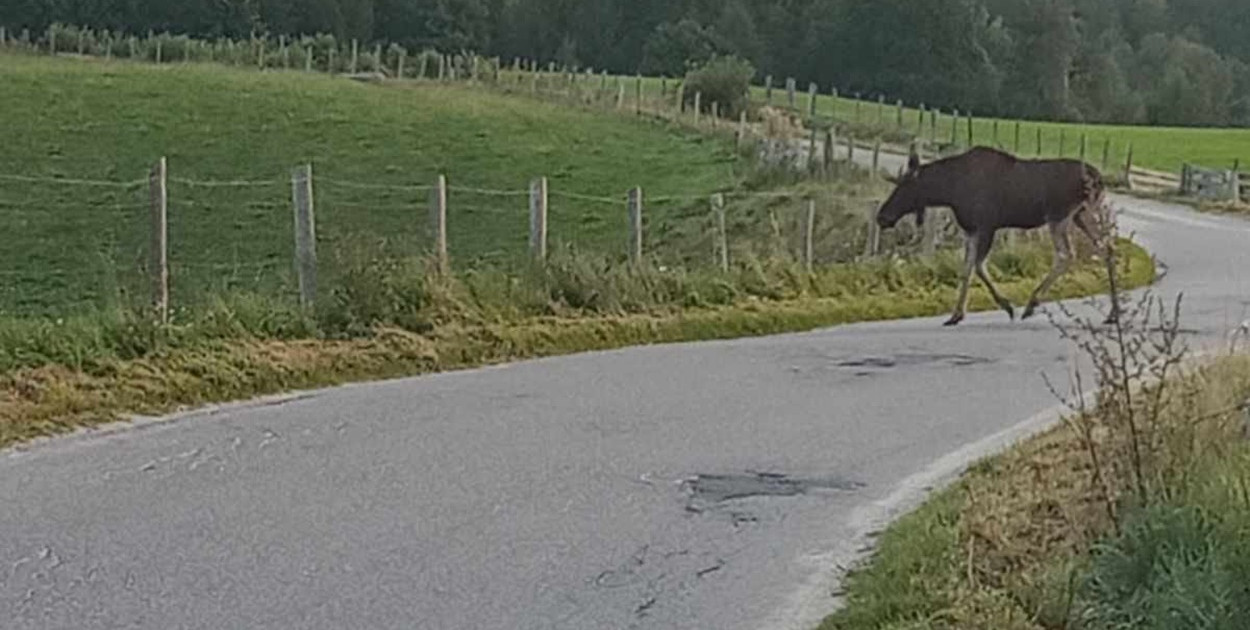 Mojuszewska Huta. Łoś spacerował przez wioskę