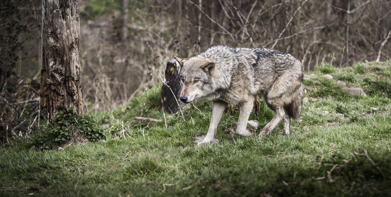 Zdj. ilustracyjne. fot. pixabay