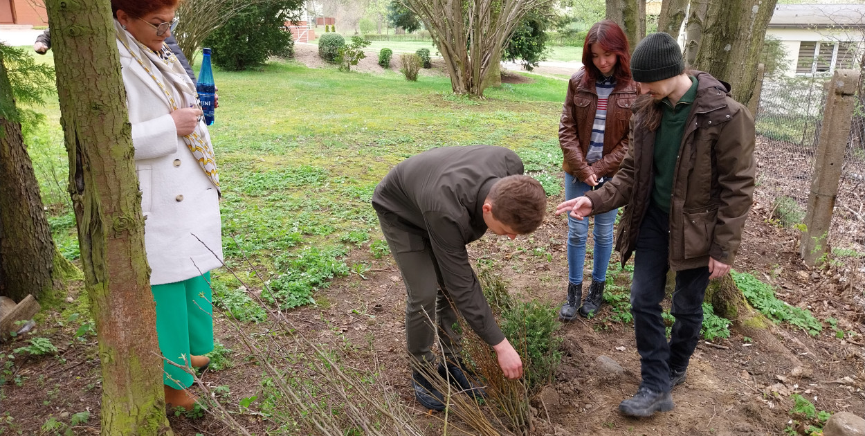 Kartuzy. Mnóstwo chętnych, by odebrać darmowe drzewka od leśników