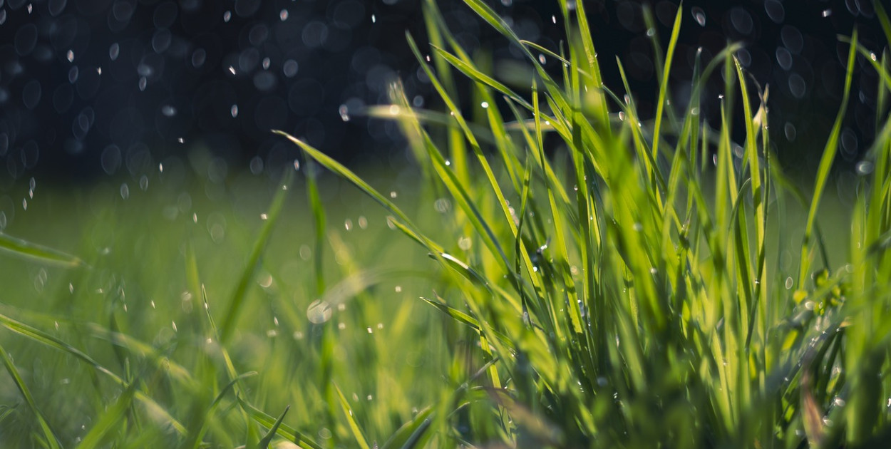 Jak nawozić trawnik latem