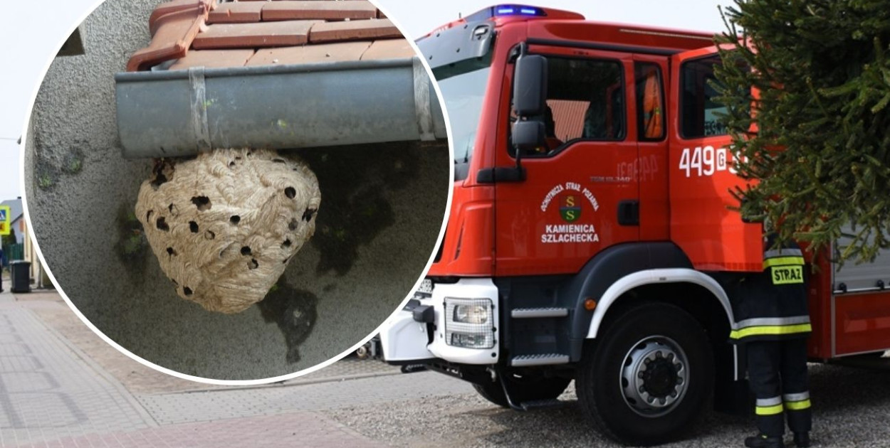 Strażacy apelują o rozsądek ws. usuwania gniazd owadów