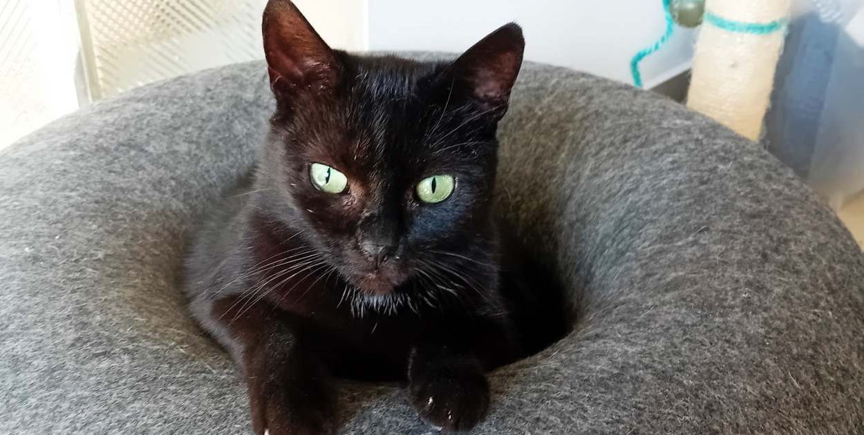 Puma - czarna mrucząca piękność czeka na dom. Ogromnie kocha człowieka!