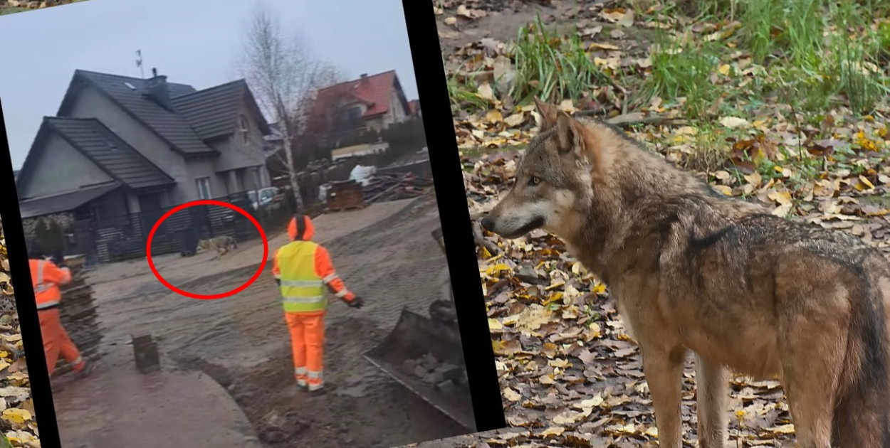 Żukowo. Wilk biegał po osiedlu w rejonie ul. Heweliusza?