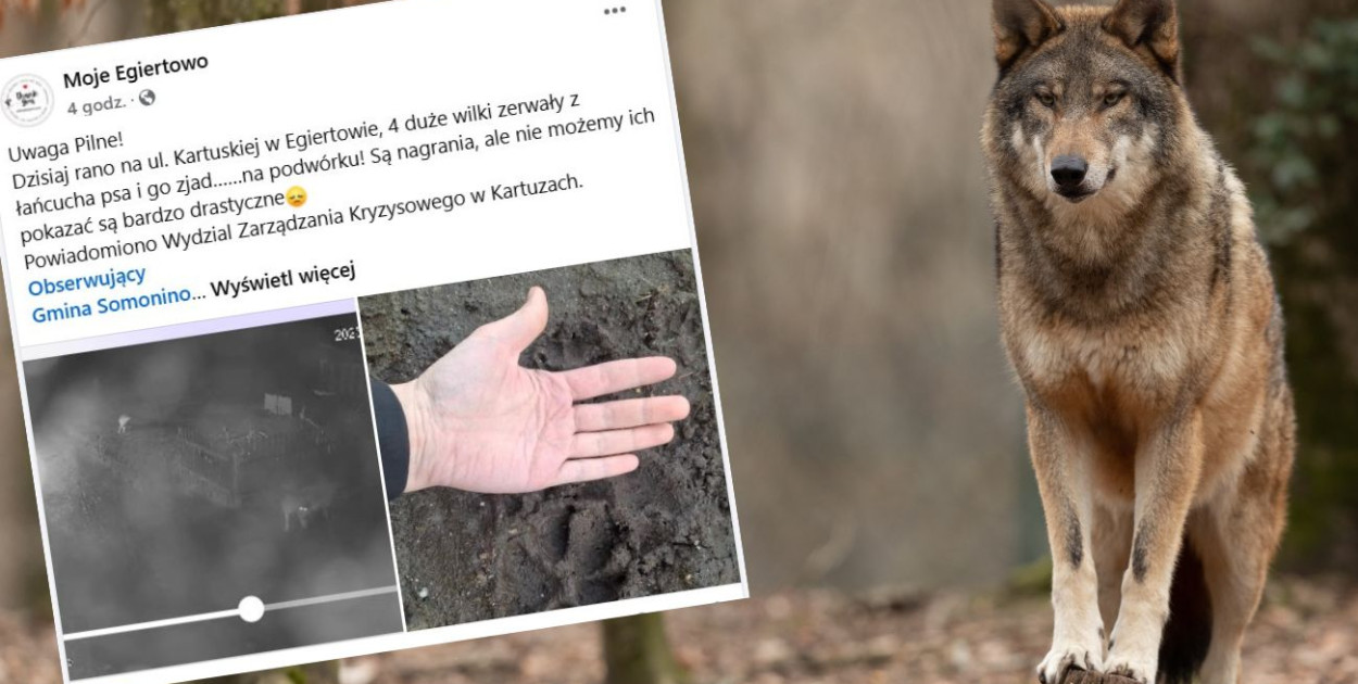 Egiertowo. Mieszkańcy ostrzegają: wilki zaatakowały psa na posesji