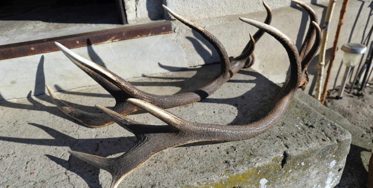 Jeleniowate zaczęły zrzucać poroże. Czy można je zbierać?