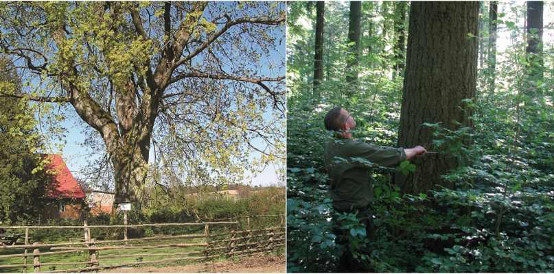 Leśnictwo Uniradze słynie także z imponujących okazów drzew. fot. Nadleśnictwo Kartuzy