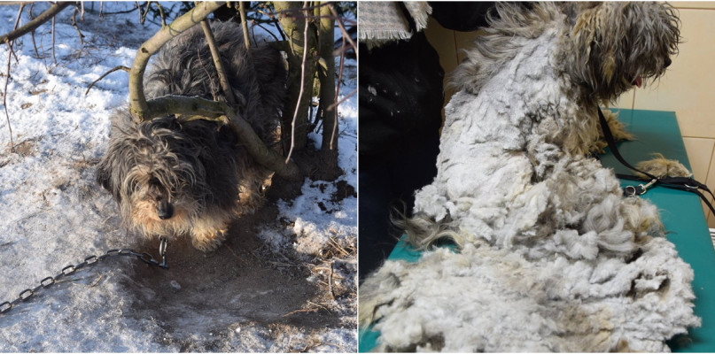 źródło: OTOZ Animals