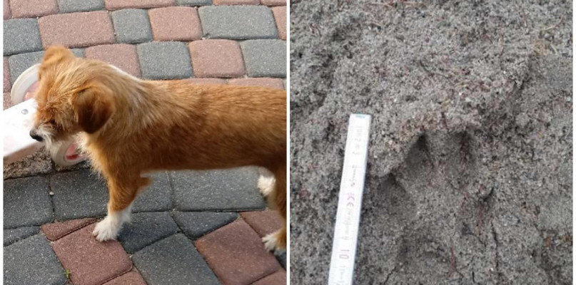 Tego psa zaatakował - jak twierdzi właściciel - wilk, którego ślady znaleziono w pobliżu. fot.nadesłane