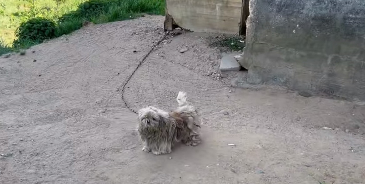 fot. screen z: https://www.facebook.com/otoz.animals/videos/820230955687820/