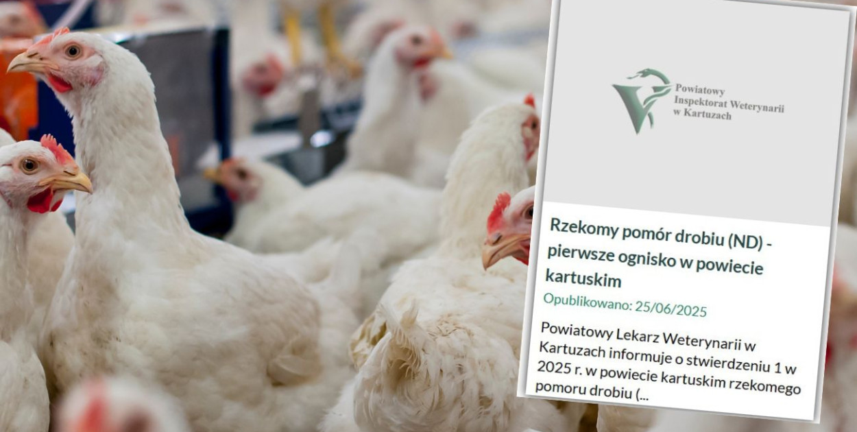fot.kolaż.oprac.W.D.