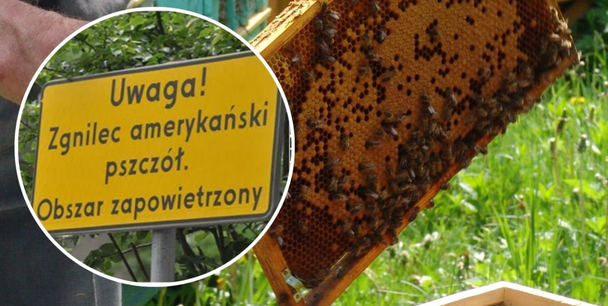 fot.kolaż.oprac.W.D.