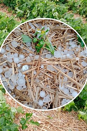Gradobicie i zniszczone uprawy truskawek-28849