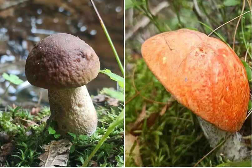 Grzyby znalezione w Lasach Mirachowskich