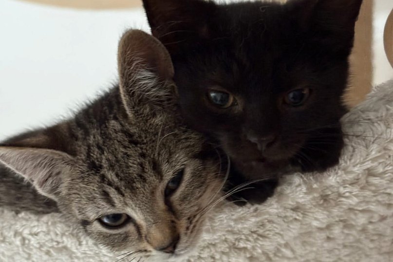 Kotki Nuta i Kaja czekają na dom