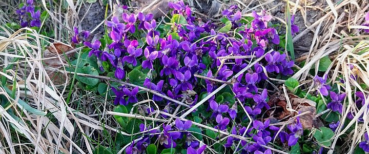 expresskaszubski.pl na Facebooku