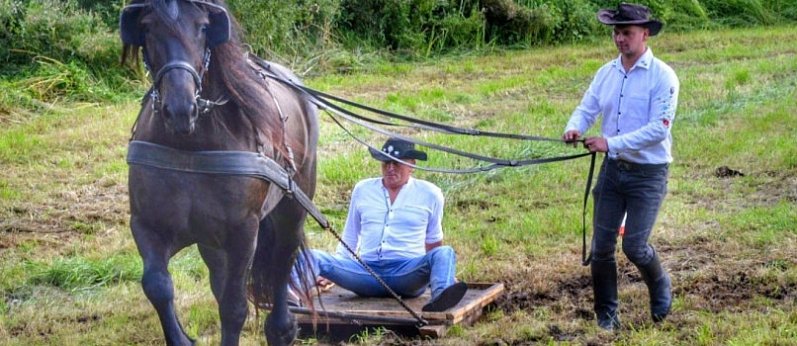 Konie nad Radunią