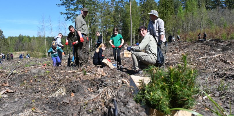 Ponad sto osób posadziło wspólnie las w leśnictwie Mirachowo - 54374