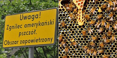 W Mezowie wykryto zgnilec amerykański pszczół. Restrykcje w trzech gminach-54694