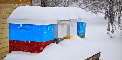 Pszczołom nie straszne nawet niskie temperatury. Jak zimują te owady?-60786