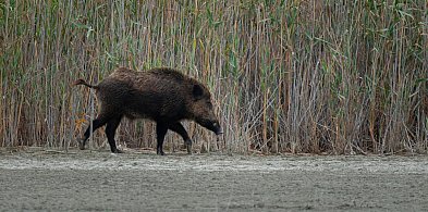 Ekipy z wyszkolonymi psami patrolują lasy. Ma to pomóc w walce z ASF-61385