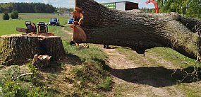 Skrzeszewo Żukowskie. Ścięli trzystuletni dąb