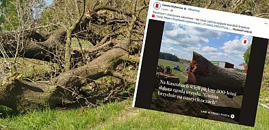 Media o wycince wiekowego dębu. Krytyka żukowskich urzędników-67268