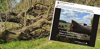 Media o wycince wiekowego dębu. Krytyka żukowskich urzędników-67268