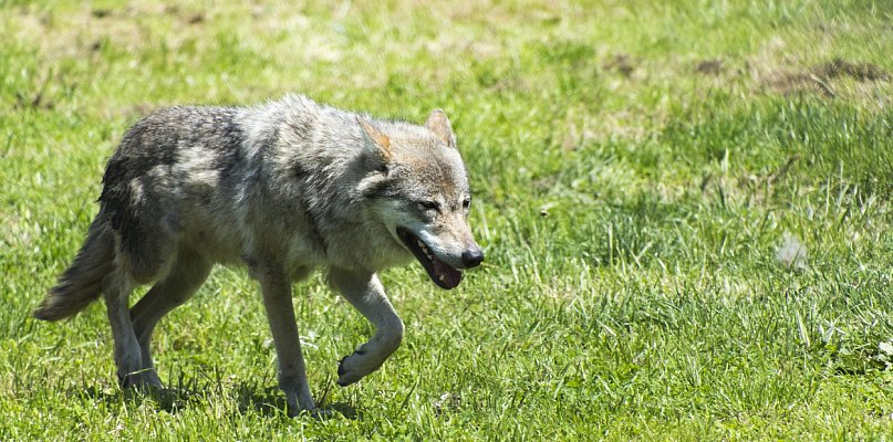 Gmina Somonino. Ważna decyzja RDOŚ ws. wilków. Będzie można je płoszyć - 67415