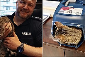 Kartuzy. Ktoś porzucił kota przy śmietniku! Zadziałali policjanci-67540