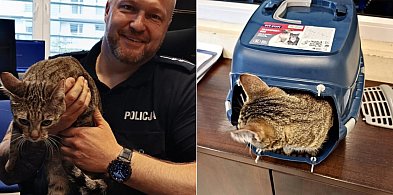 Kartuzy. Ktoś porzucił kota przy śmietniku! Zadziałali policjanci-67540