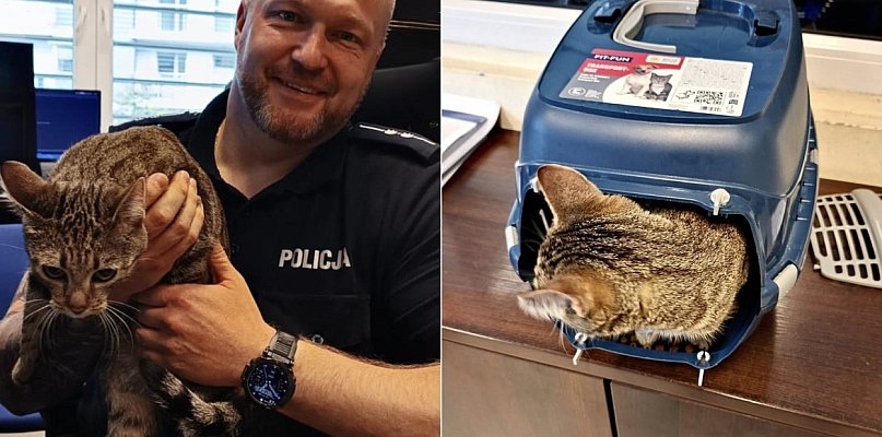 Kartuzy. Ktoś porzucił kota przy śmietniku! Zadziałali policjanci - 67540