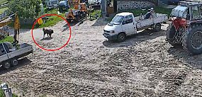 Pies sąsiada wbiegł na posesję i rzucił się na przypadk